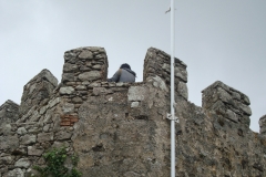 DSC03784