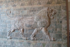 DSC05335 - Copia