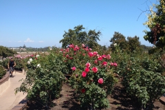 IMG_20160804_150347226