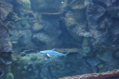 mandalay bay4
